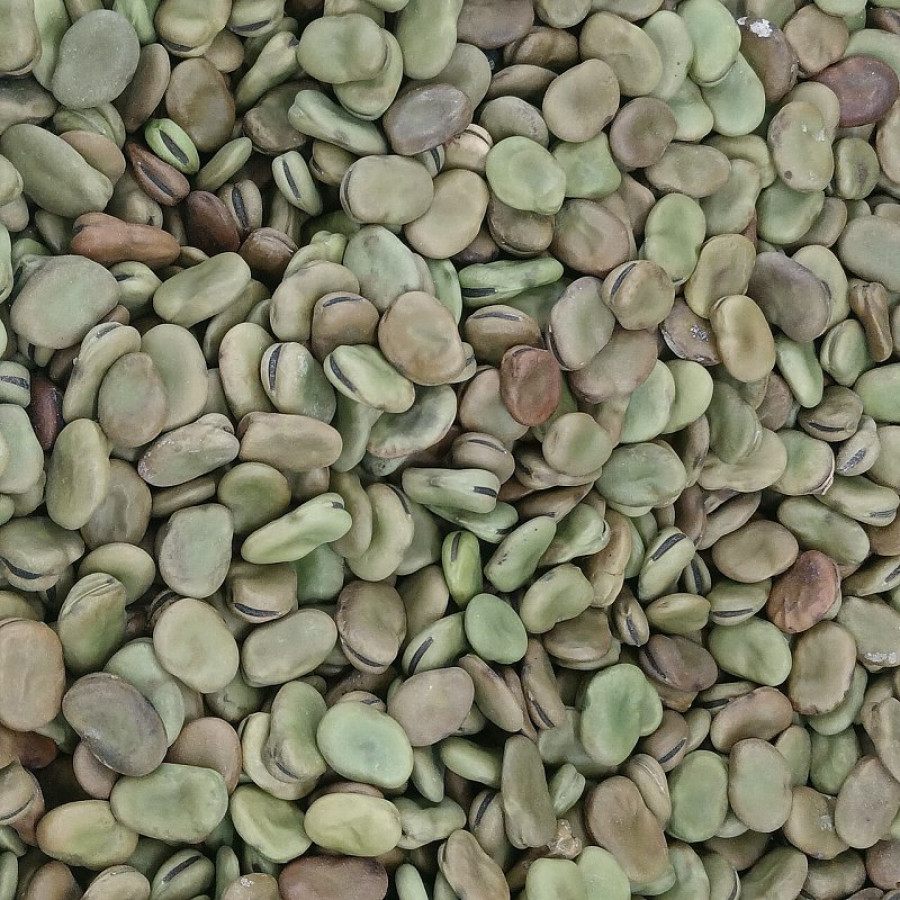فول حب مجفف 1 كجم × 12